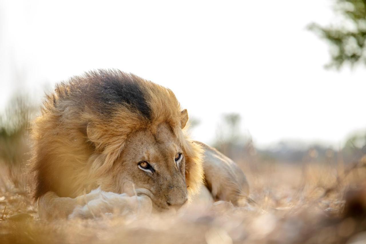 Jabulani Safari Villa Kapama Game Reserve Екстериор снимка