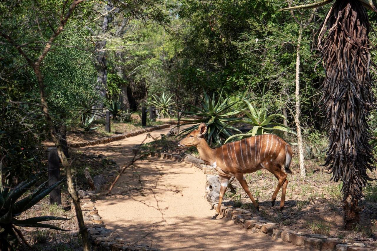 Jabulani Safari Villa Kapama Game Reserve Екстериор снимка